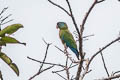 Blue-headed Macaw Primolius couloni