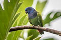 Blue-headed Parrot Pionus menstruus menstruus