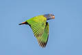 Blue-headed Parrot Pionus menstruus menstruus