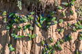 Blue-headed Parrot Pionus menstruus menstruus