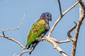 Blue-headed Parrot Pionus menstruus menstruus