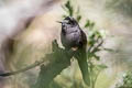 Blue-mantled Thornbill Chalcostigma stanleyi vulcani