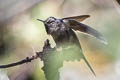 Blue-mantled Thornbill Chalcostigma stanleyi vulcani