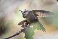 Blue-mantled Thornbill Chalcostigma stanleyi vulcani