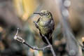 Blue-mantled Thornbill Chalcostigma stanleyi vulcani