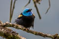 Blue-necked Tanager Stilpnia cyanicollis caeruleocephala