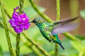 Blue-tailed Emerlad Chlorostilbon mellisugus phoeopygus 