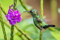 Blue-tailed Emerlad Chlorostilbon mellisugus phoeopygus 