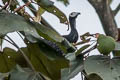 Blue-throated Piping Guan Pipile cumanensis 