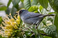 Bluish Flowerpiercer Diglossa caerulescens pallida