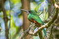 Bluish-fronted Jacamar Galbula cyanescens