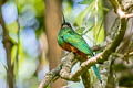 Bluish-fronted Jacamar Galbula cyanescens