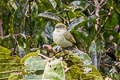 Bolivian Tyrannulet Zimmerius bolivianus