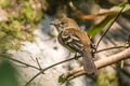 Bran-coloured Flycatcher Myiophobus fasciatus auriceps