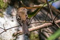 Bran-coloured Flycatcher Myiophobus fasciatus auriceps