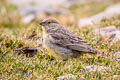 bright-rumped Yellow Finch Sicalis uropigyalis sharpei 