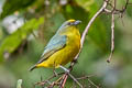 Bronze-green Euphonia Euphonia mesochrysa tavarae