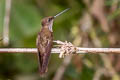 Bronzy Inca Coeligena coeligena obscura 