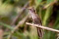 Bronzy Inca Coeligena coeligena obscura 