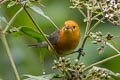 Brown-flanked Tanager Thlypopsis pectoralis