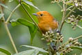 Brown-flanked Tanager Thlypopsis pectoralis