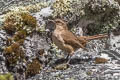 Buff-breasted Earthcreeper Upucerthia validirostris jelskii