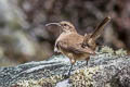 Buff-breasted Earthcreeper Upucerthia validirostris jelskii