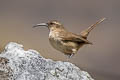 Buff-breasted Earthcreeper Upucerthia validirostris jelskii