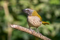 Buff-throated Saltator Saltator maximus maximus