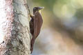 Buff-throated Woodcreeper Xiphorhynchus guttatus guttatoides