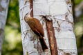 Buff-throated Woodcreeper Xiphorhynchus guttatus guttatoides