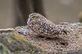 Burrowing Owl Athene cunicularia nanodes