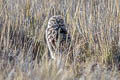 Burrowing Owl Athene cunicularia juninensis