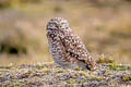 Burrowing Owl Athene cunicularia juninensis