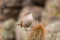 Cactus Canastero Pseudasthenes cactorum