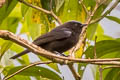 Capped Conebill Conirostrum albifrons sordidum