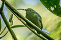 Cerulean-capped Manakin Lepidothrix coeruleocapilla