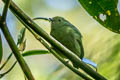 Cerulean-capped Manakin Lepidothrix coeruleocapilla