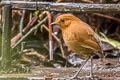 Chestnut AntpittaCinclodes palliatus