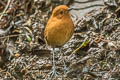 Chestnut AntpittaCinclodes palliatus