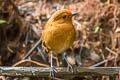 Chestnut AntpittaCinclodes palliatus