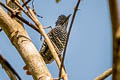 Chestnut-backed Antshrike Thamnophilus palliatus puncticeps