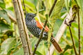 Chestnut-backed Antshrike Thamnophilus palliatus puncticeps