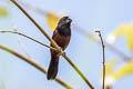 Chestnut-bellied Seed Finch Sporophila angolensis torridus (Lesser Seed Finch)