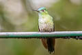 Chestnut-breasted Coronet Boissonneaua matthewsii