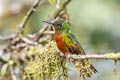 Chestnut-breasted Coronet Boissonneaua matthewsii