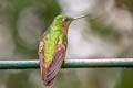 Chestnut-breasted Coronet Boissonneaua matthewsii