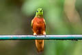 Chestnut-breasted Coronet Boissonneaua matthewsii