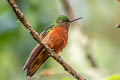 Chestnut-breasted Coronet Boissonneaua matthewsii