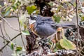 Chestnut-breasted Mountain Finch Poospizopsis caesar